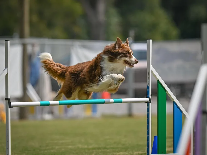 Cross Creek Aussies