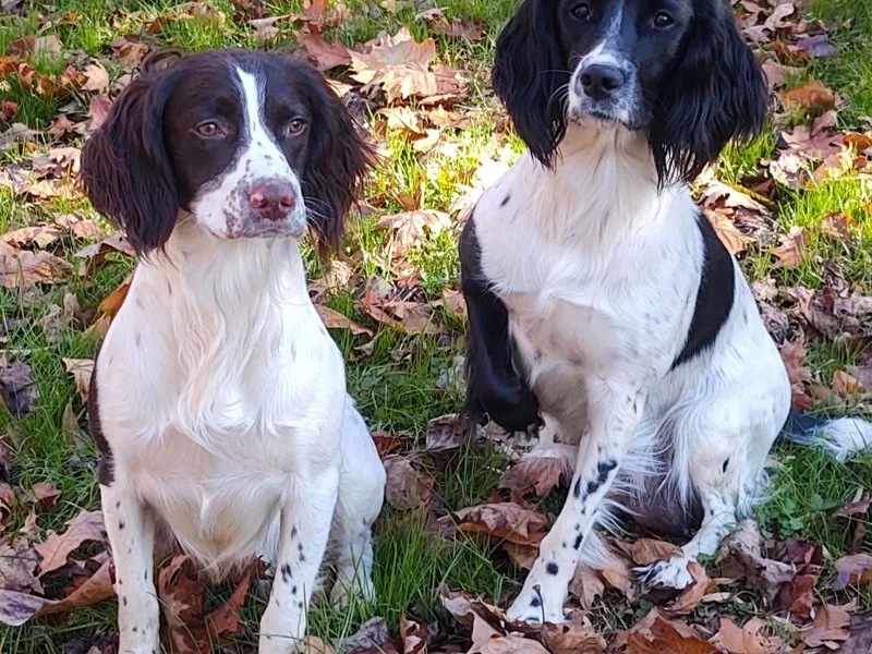 Cross Creek Field-Bred English Springer Spaniels