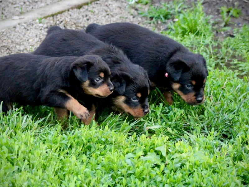 Cross Creek Rottweilers