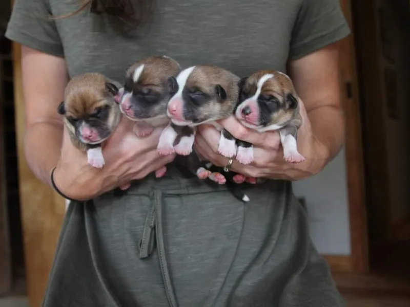 Cross D Ranch Corgis