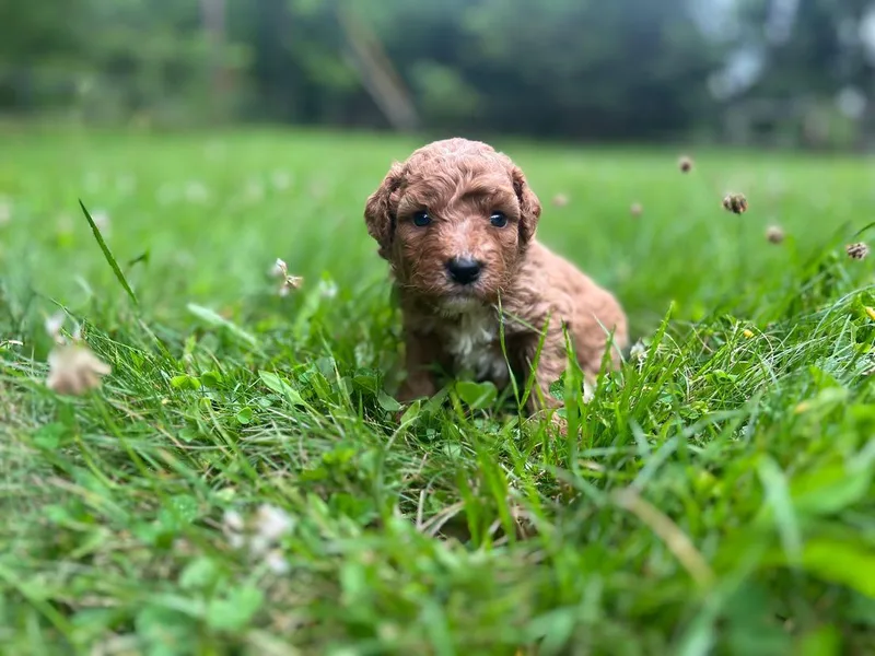 Cross Family Poodle Puppies