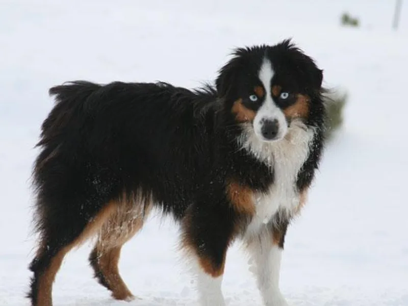 Cross K Mini Aussies photo 1