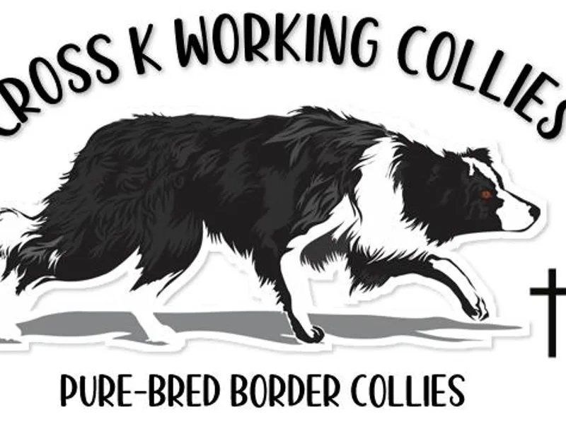 Cross K Working Collies - Pure Bred Border Collies