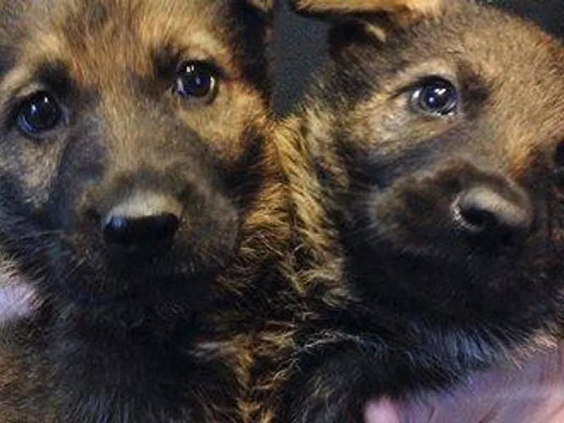 Cross Keys K9 Inc  Working-Line German Shepherds