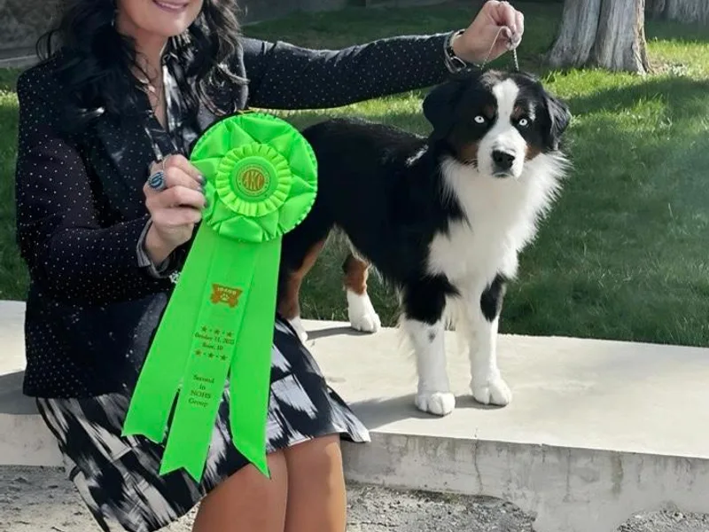 Cross L Miniature American Shepherds