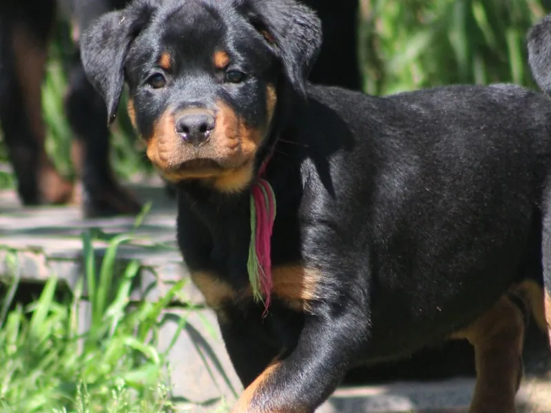 Cross O Ranch Rottweilers