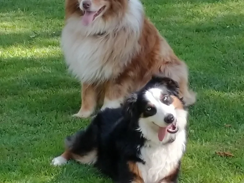 Cross Road Country Aussie's
