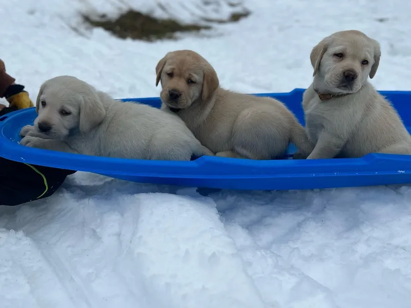 Cross Road Retrievers