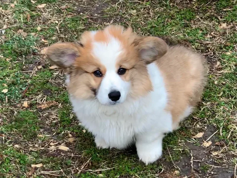 Cross t Corgi farm