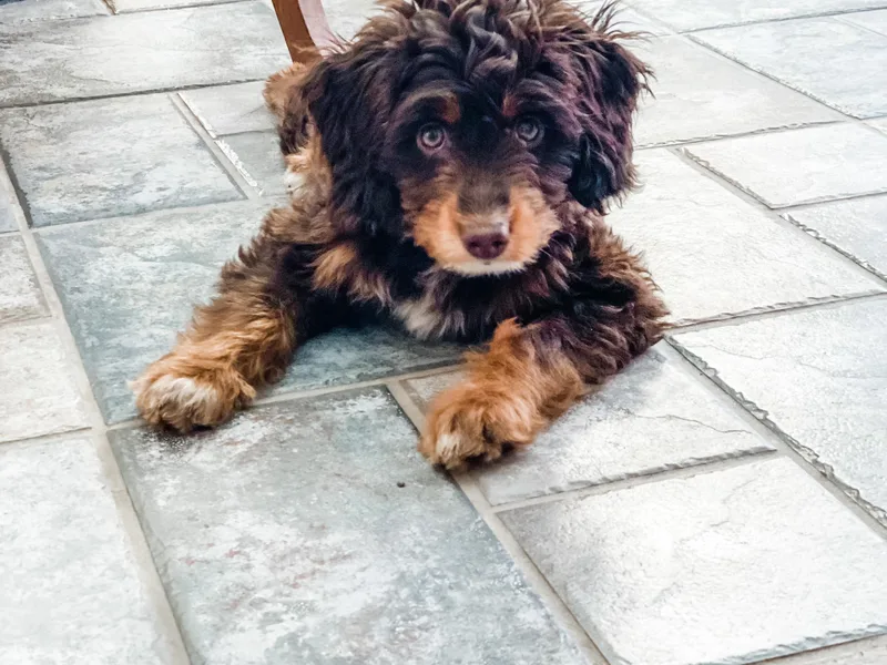 Cross-Tied Farm Aussiedoodles