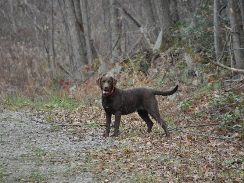 Crosscreek Kennels