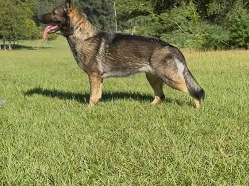 Crossfire Elite Canines