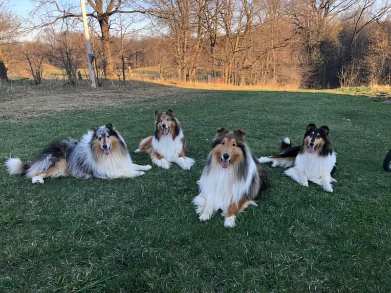 CrossRoads Collies