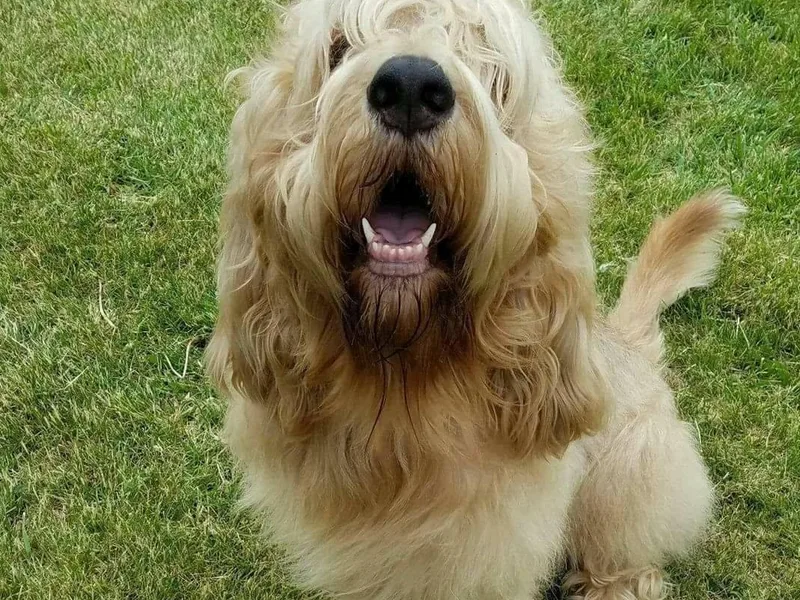 Crossroads Otterhounds