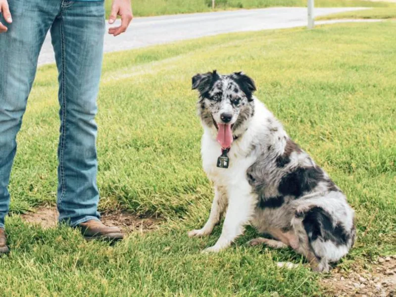 Crossroads Show Cattle and Aussies