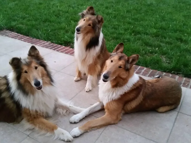 Crosswind Collies