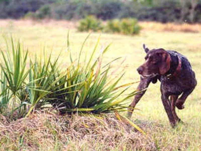 Crosswind Kennel
