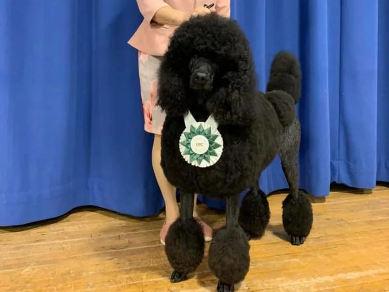 Croton Pines Standard Poodles LLC