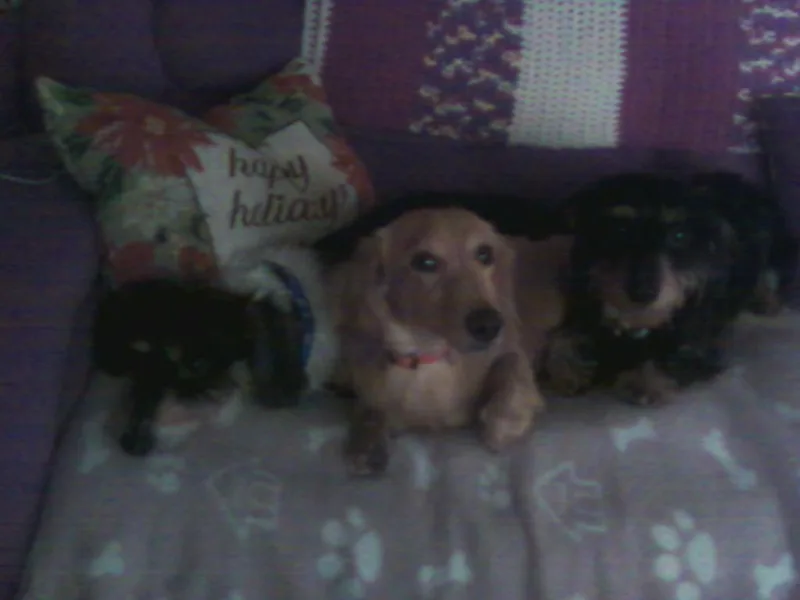 Crouchs Kennels &amp; Rescue