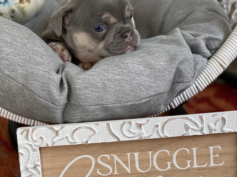 Crouthamel Frenchies