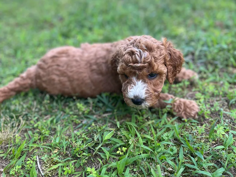 Crowders Creek Doodles