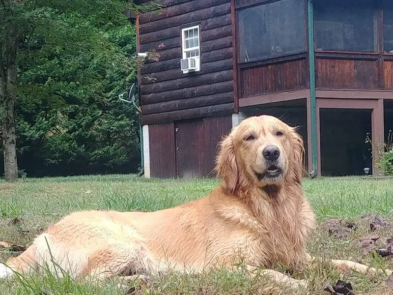 Crowders Creek Goldens