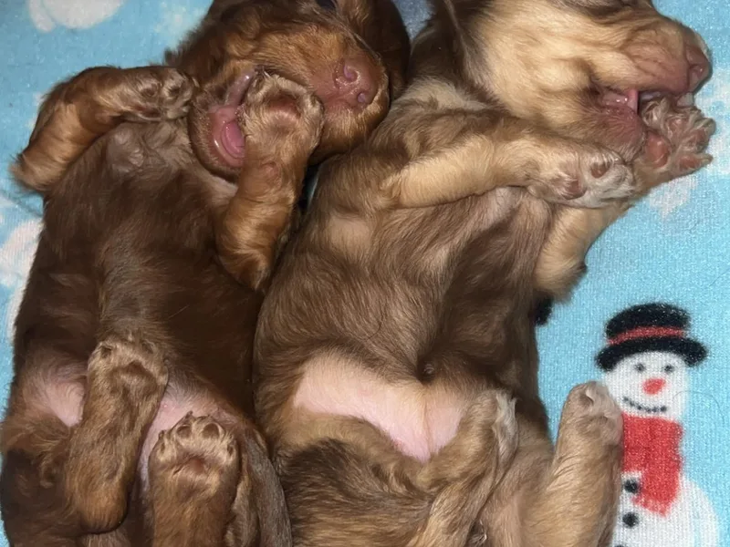 Crowesnest Dachshund