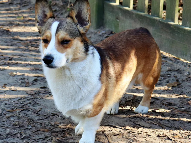 Crown AB Farms Pembroke Welsh Corgis