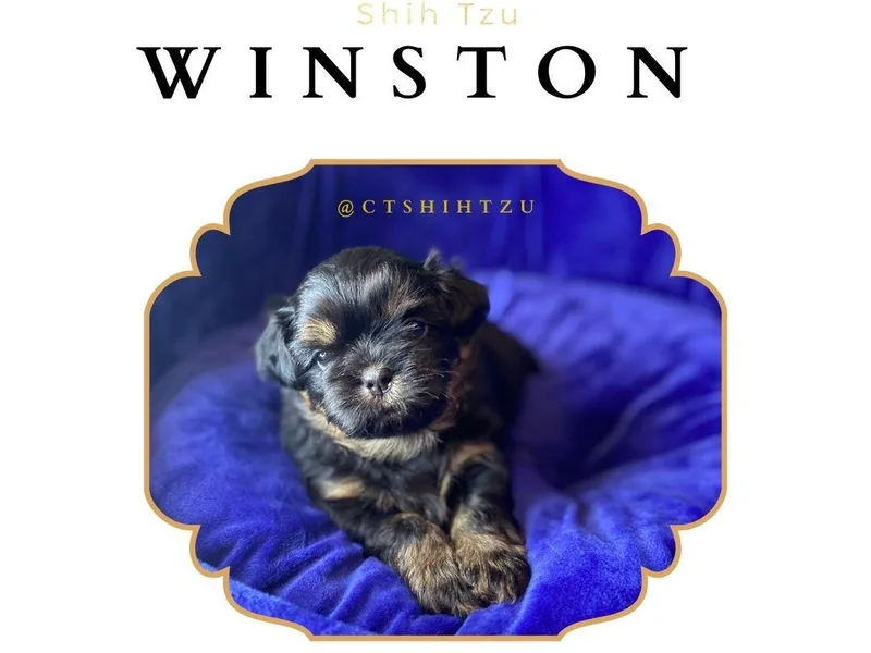 Crown &amp; Tress Shih Tzu