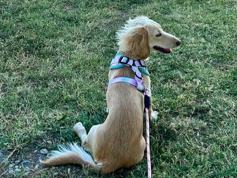 Crown and Collar Mini Dachshunds