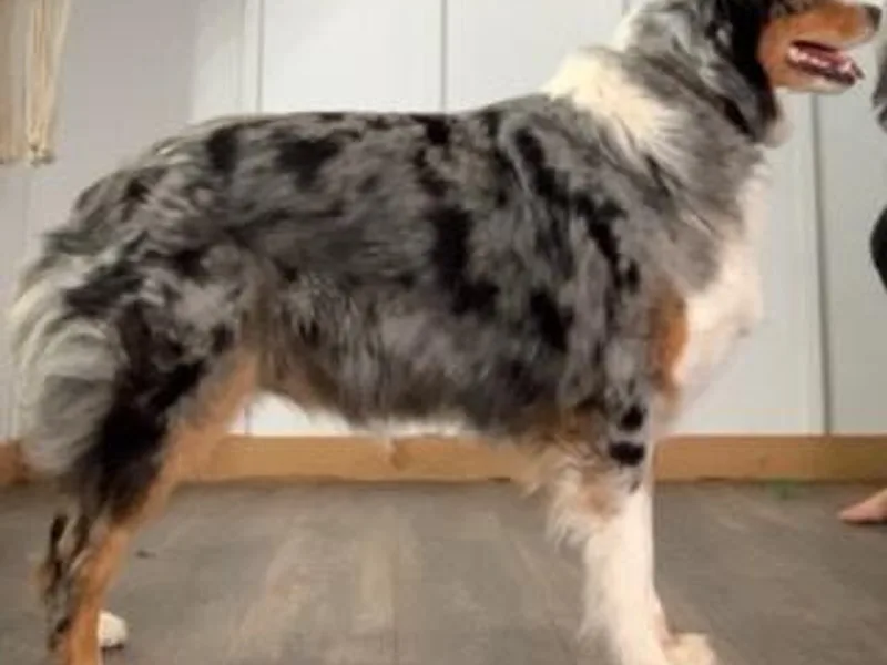 Crown Australian Shepherds
