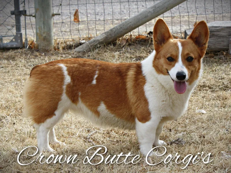 Crown Butte Corgi's