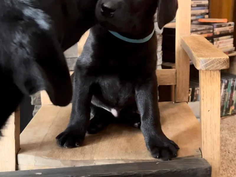 Crown Royal hunting Labs
