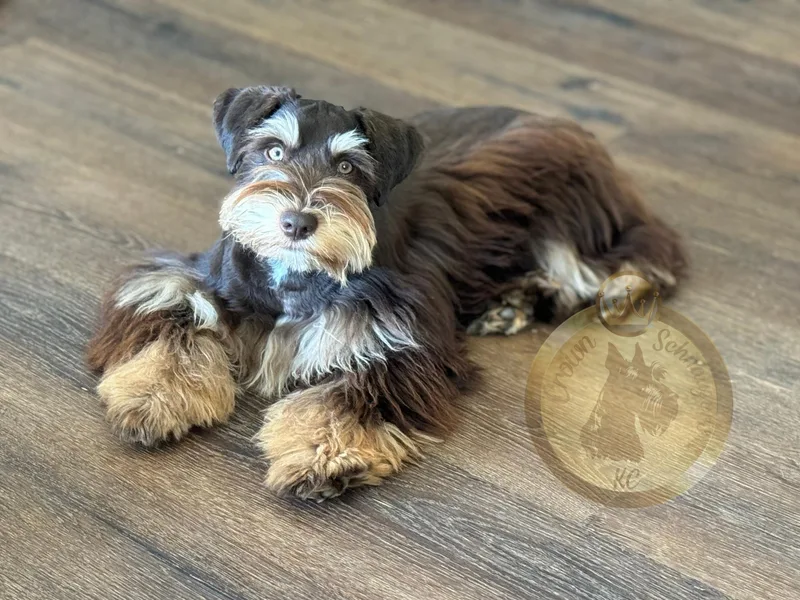Crown Schnauzers KC