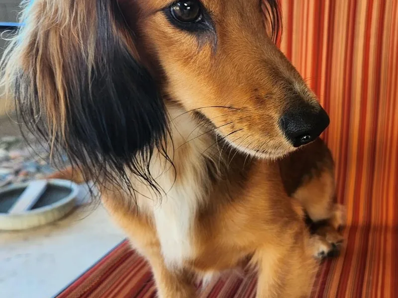 Crowned Doxies photo 1