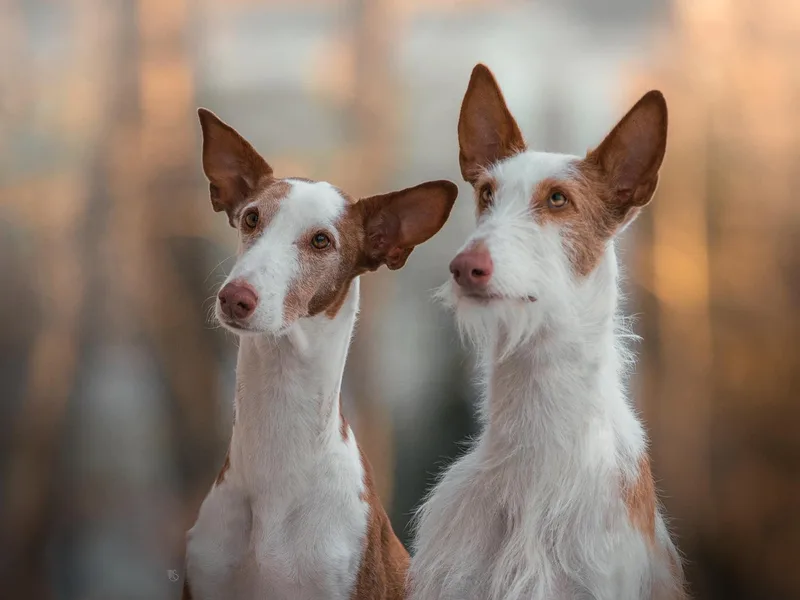 Crowned Ibizan Hounds
