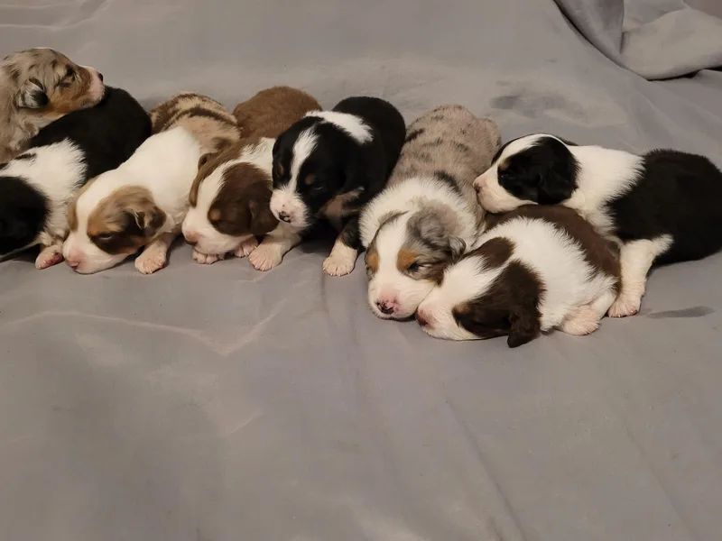 Crowned Royalties Aussies