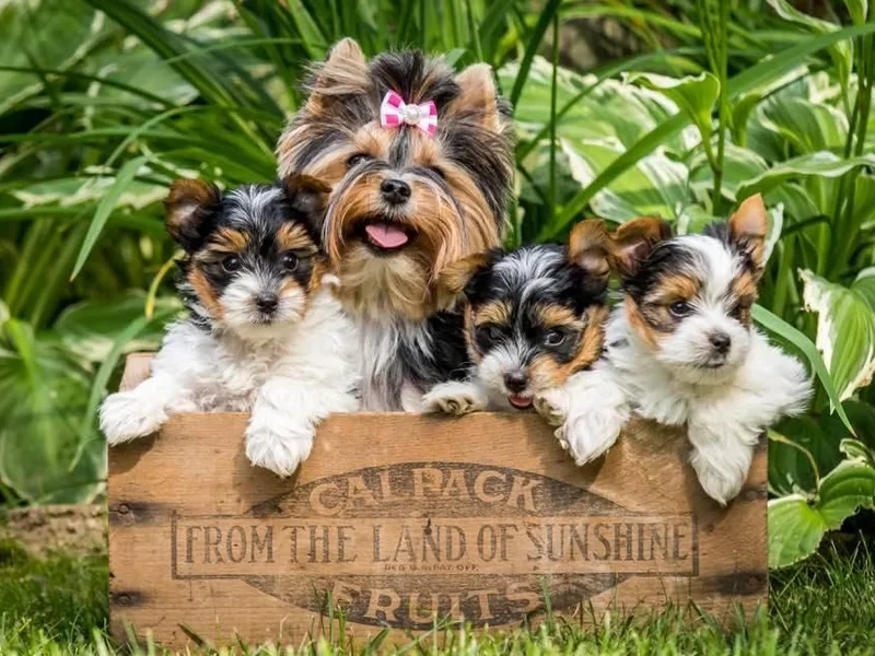 Crowning Glory Parti Yorkies