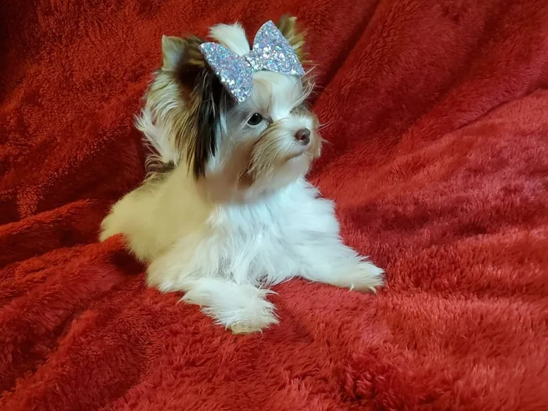 Crownstar Yorkies