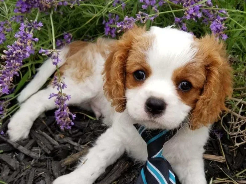 Crozapulco Cavaliers AKC