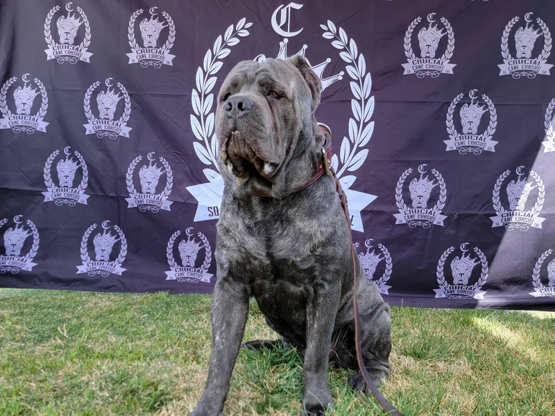 CRUCIAL CANE CORSOS