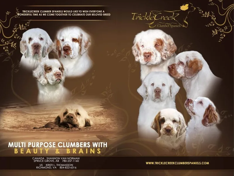 Cruisin Clumber Spaniels