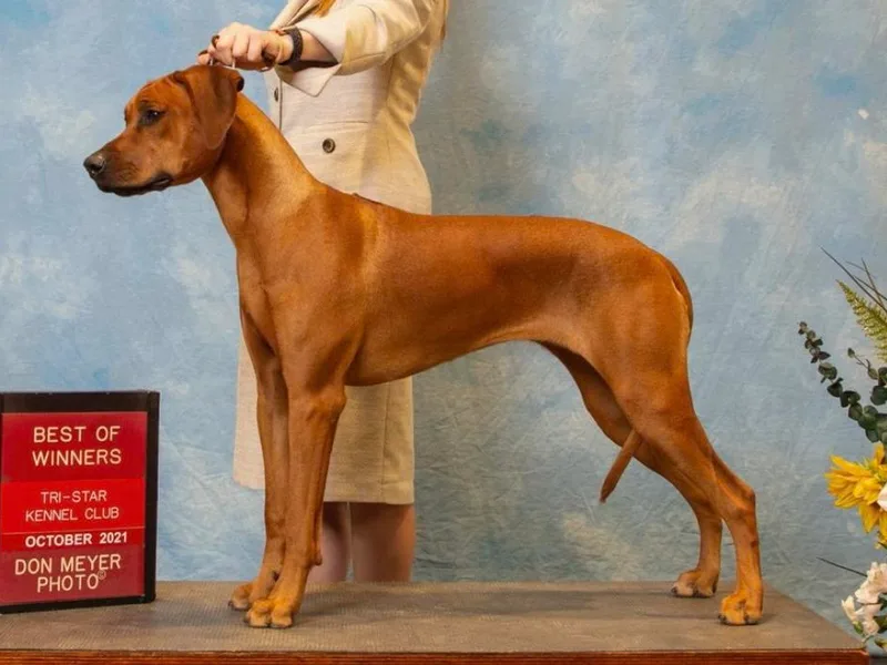 Crusader Rhodesian Ridgebacks