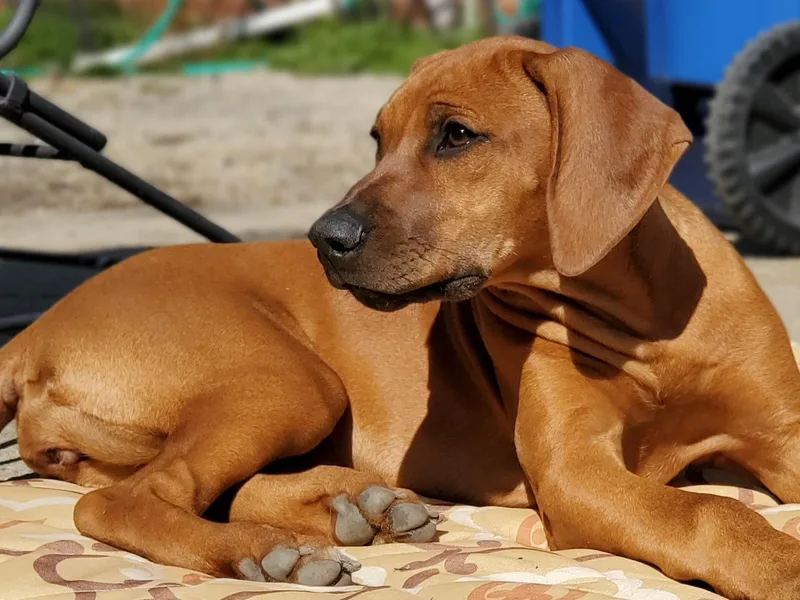 Crusader Rhodesian Ridgebacks