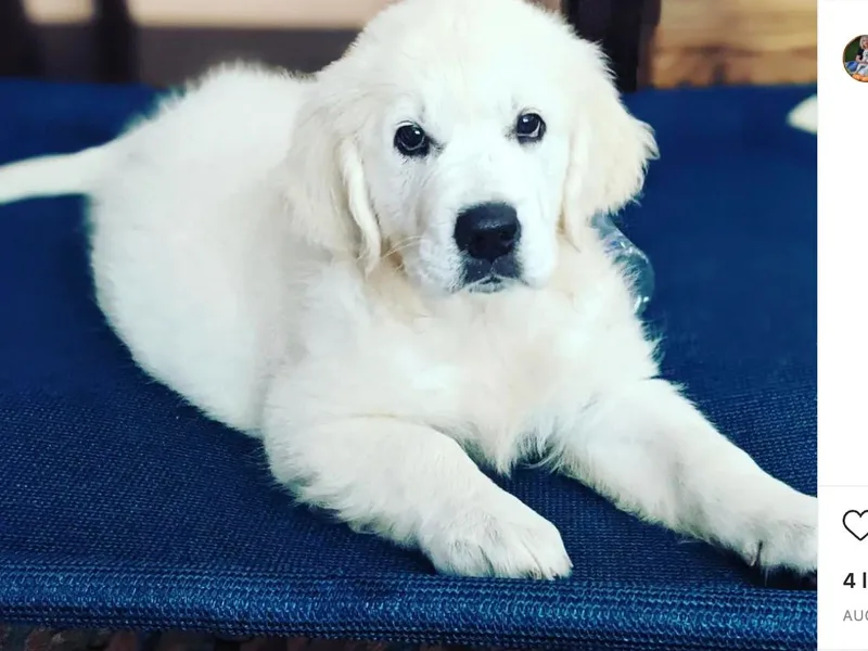 Cruz'n Golden Retrievers