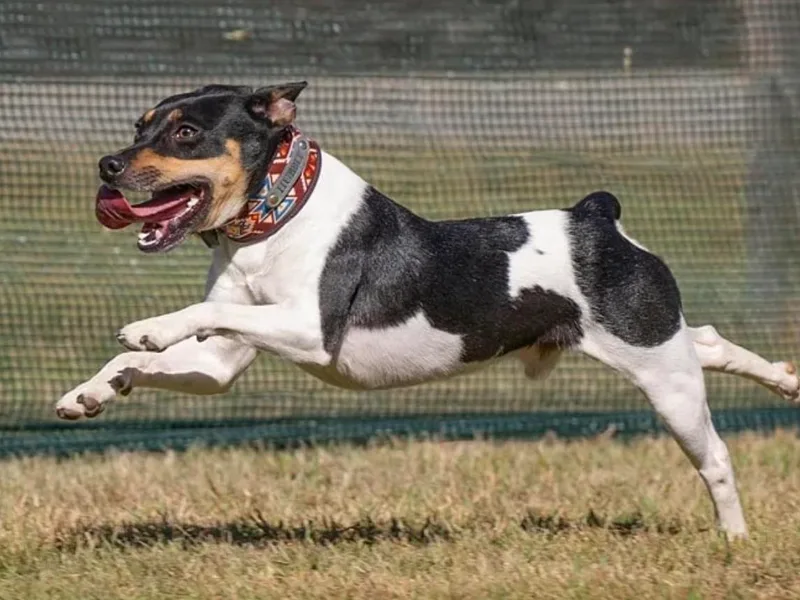 Cryptic Rat Terriers