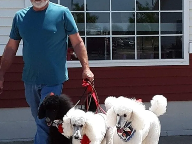 Crystal Bay Standard Poodles