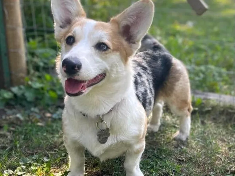 Crystal Blue Corgi