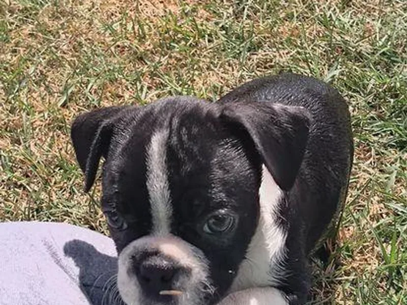Crystal Carlisle's Boston Terriers