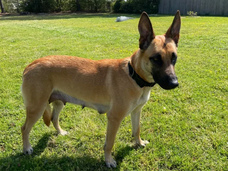 Crystal Coast Canine Training